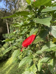 Malvaviscus penduliflorus