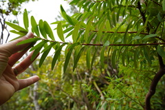 Hypericum lanceolatum lanceolatum