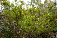 Hypericum lanceolatum lanceolatum
