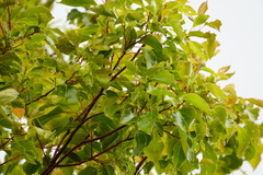 Image of Cinnamomum camphora