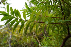 Hypericum lanceolatum lanceolatum