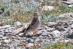 Bucanetes mongolicus