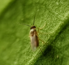Ceratopogonidae