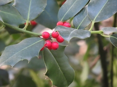 Ilex aquifolium