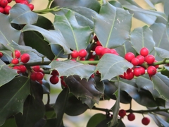 Ilex aquifolium