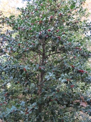 Ilex aquifolium