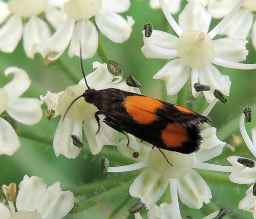 Orange-spot Piercer, Oisterwijk, Nederland, photo 6 of 10