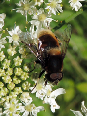 Eristalis intricaria
