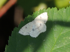 Cyclophora albipunctata