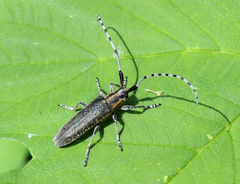 Agapanthia villosoviridescens