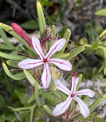 Pachypodium succulentum