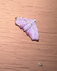 Geometridae