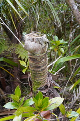 Acanthophoenix