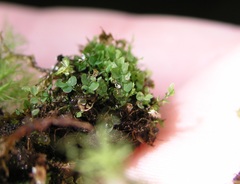 Cyrtomnium hymenophylloides