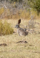 Lepus saxatilis