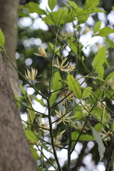 Magnolia × alba