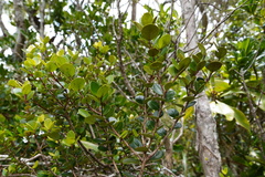Eugenia buxifolia