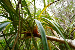 Pandanus