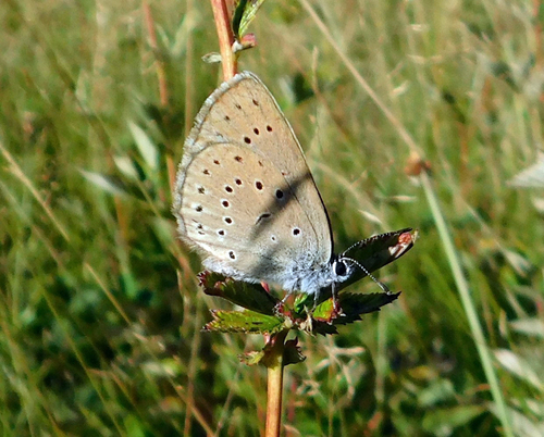 Scarce Large Blue, Netherlands, photo 7 of 10