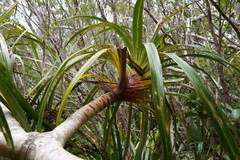 Pandanus