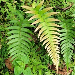 Blechnum occidentale
