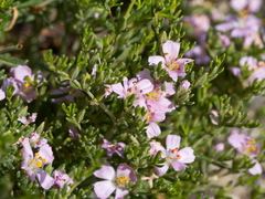 Frankenia pauciflora