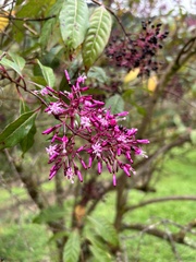 Fuchsia paniculata