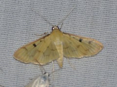 Herpetogramma fluctuosalis