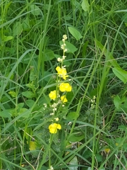 Verbascum phlomoides