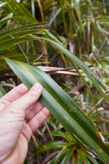 Pandanus