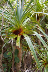 Pandanus