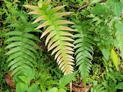 Blechnum occidentale