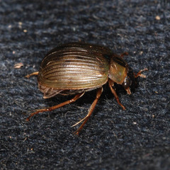 Berosus