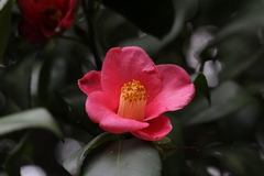 Camellia semiserrata