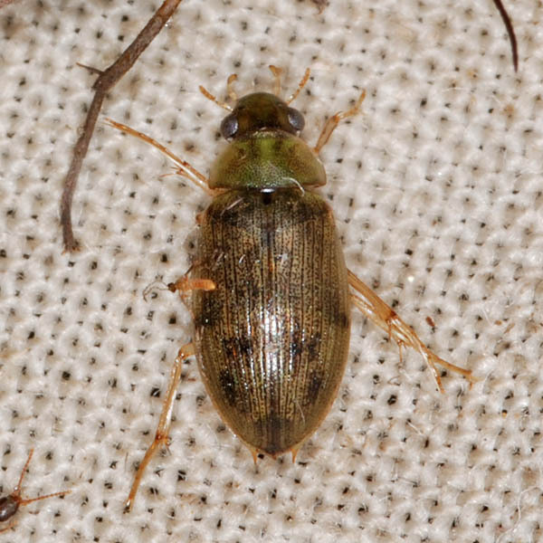 Berosus frontifoveatus