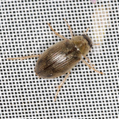 Berosus frontifoveatus