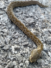 Vipera ammodytes