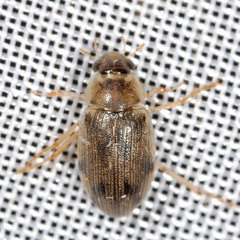 Berosus frontifoveatus