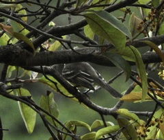 Elaenia flavogaster