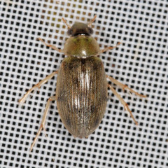 Berosus frontifoveatus