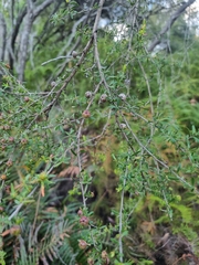 Leptospermum polygalifolium