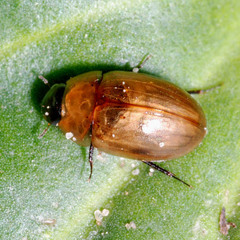Enochrus melanocephalus
