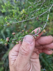 Leptospermum polygalifolium
