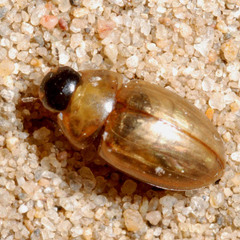 Enochrus melanocephalus