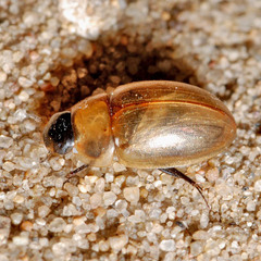 Enochrus melanocephalus