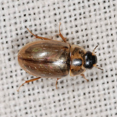 Enochrus quadripunctatus