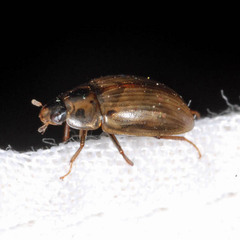 Enochrus quadripunctatus