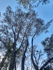 Leptospermum polygalifolium