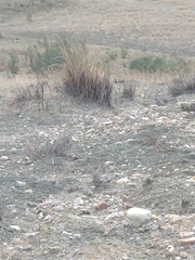 Macrochloa tenacissima