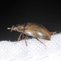 Enochrus quadripunctatus